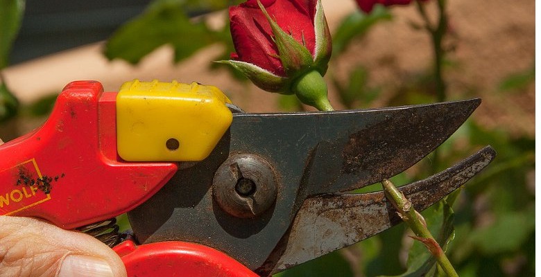 Conseils d’entretien des plantes pendant la saison hivernale