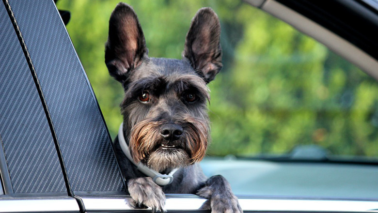 chien-voiture