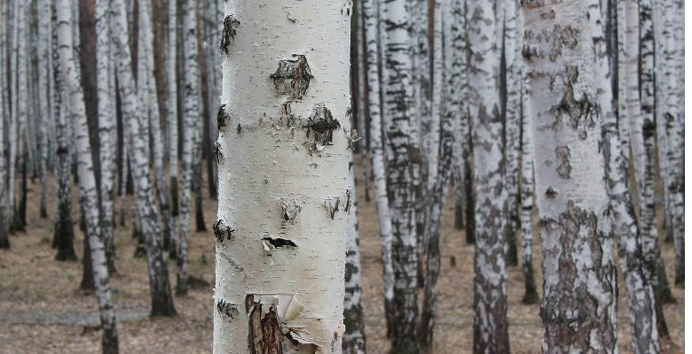 La récolte de sève de bouleau : déroulement et étapes