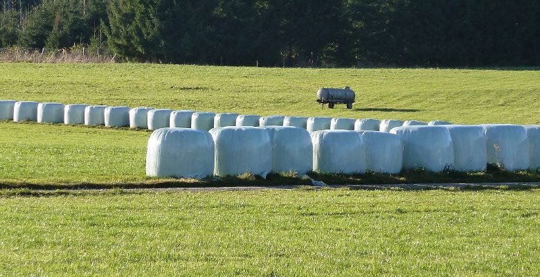 Agriculture : l’ensilage de maïs et le choix du silo