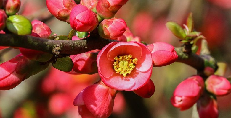 Aménagement de jardin : tout savoir sur le cognassier du Japon