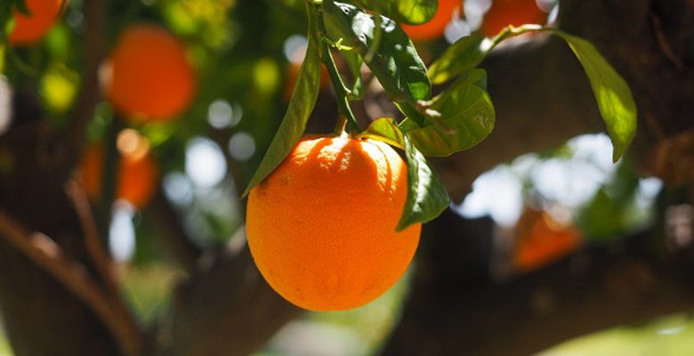 L’entretien des arbres fruitiers et des autres végétaux d’un jardin de ville