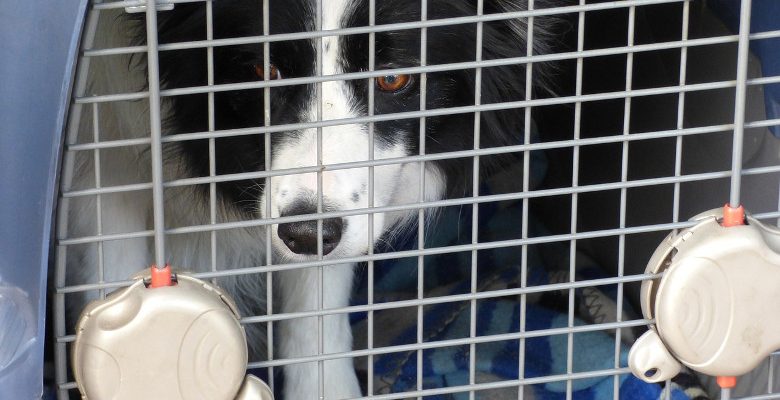 Transporter un chien : les critères pour bien choisir la cage