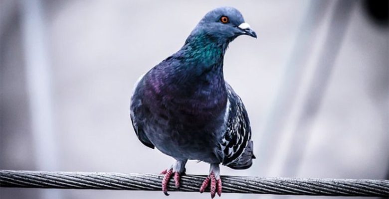 Quelques méthodes anti-pigeon à utiliser pour les éloigner