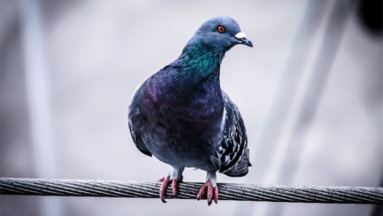 Vous nécessitez un système anti-pigeons efficace? Contactez-nous!