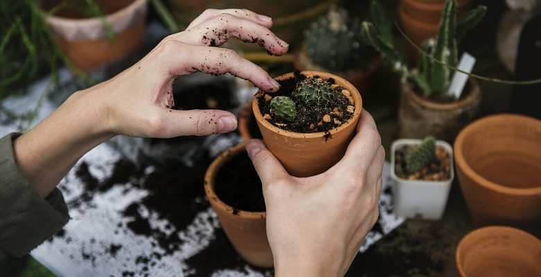 Entretien d’un petit jardin : choisir les plantes et les accessoires