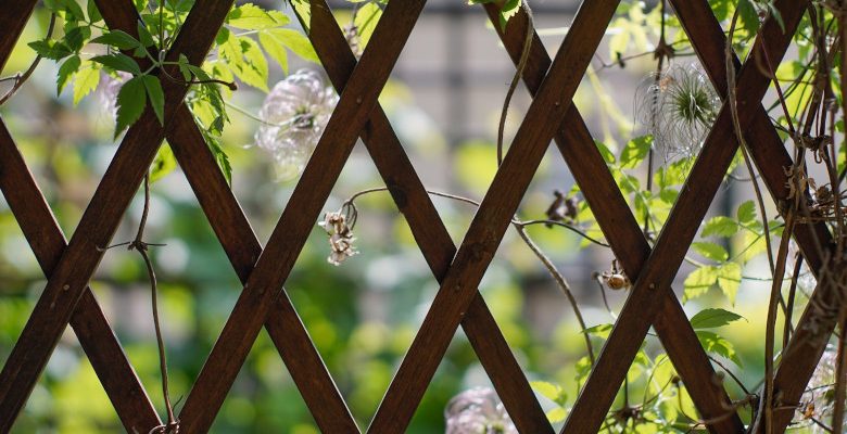 Les meilleures plantes grimpantes pour sublimer votre pergola